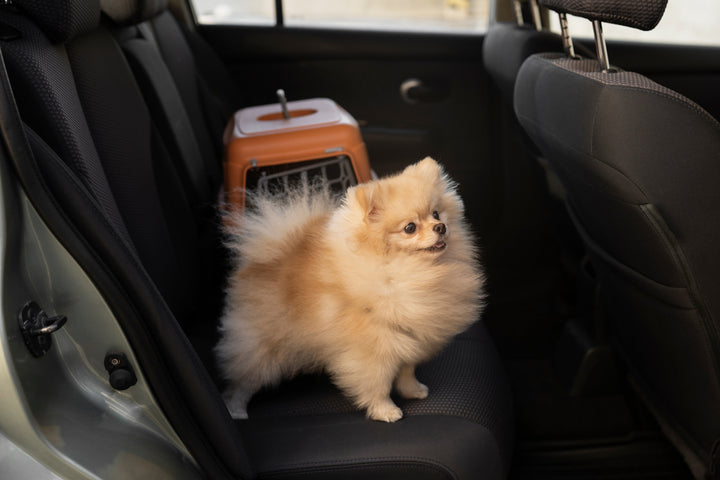 Fun Ways to Train and Play with Your Pet Indoors