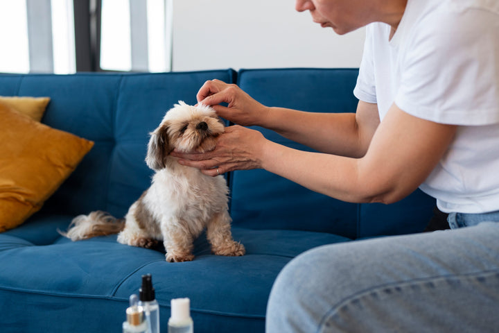 7 Must-Have Dog Essentials for Every Pet Parent