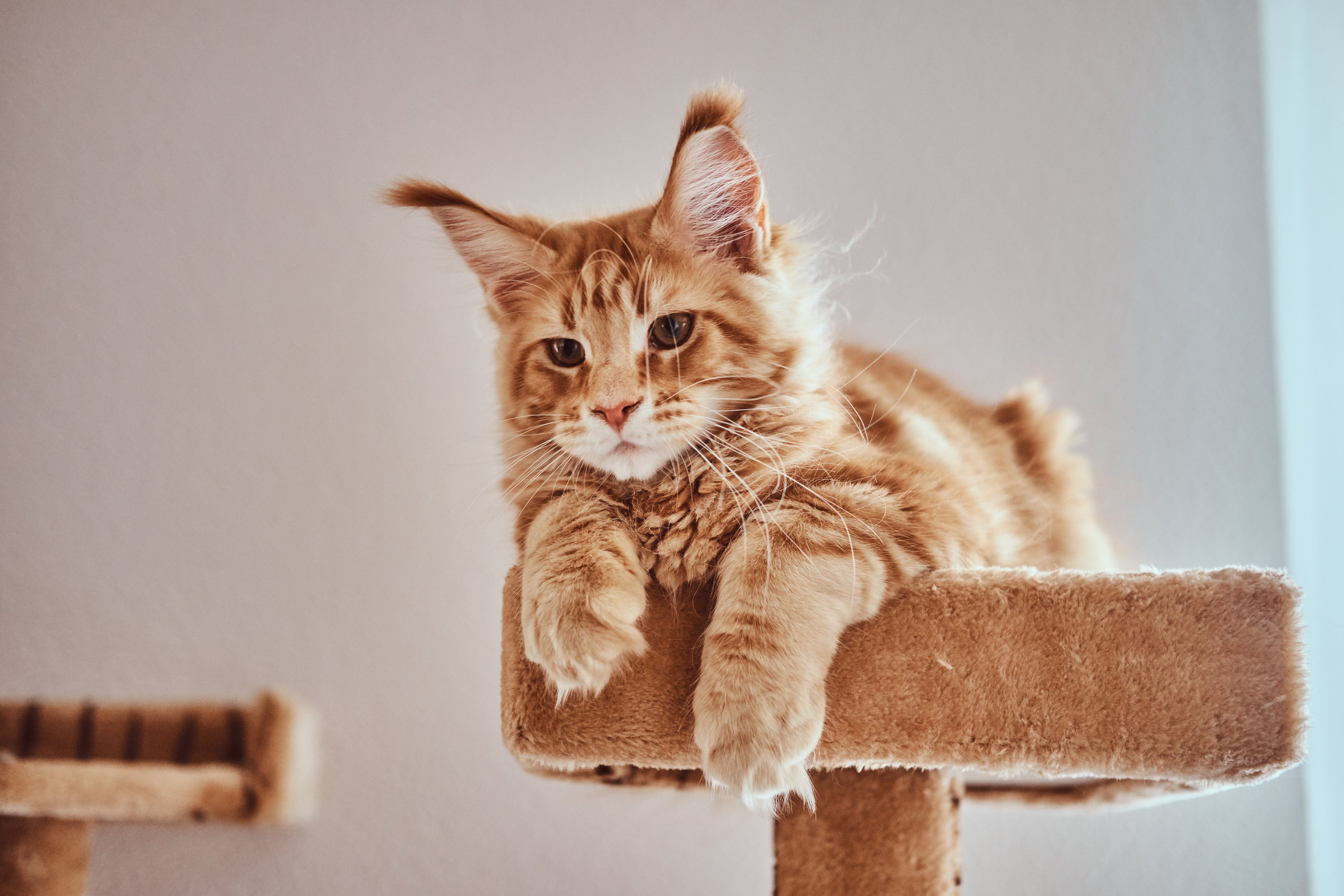 🐱Cat Comfort & Lifestyle Collection