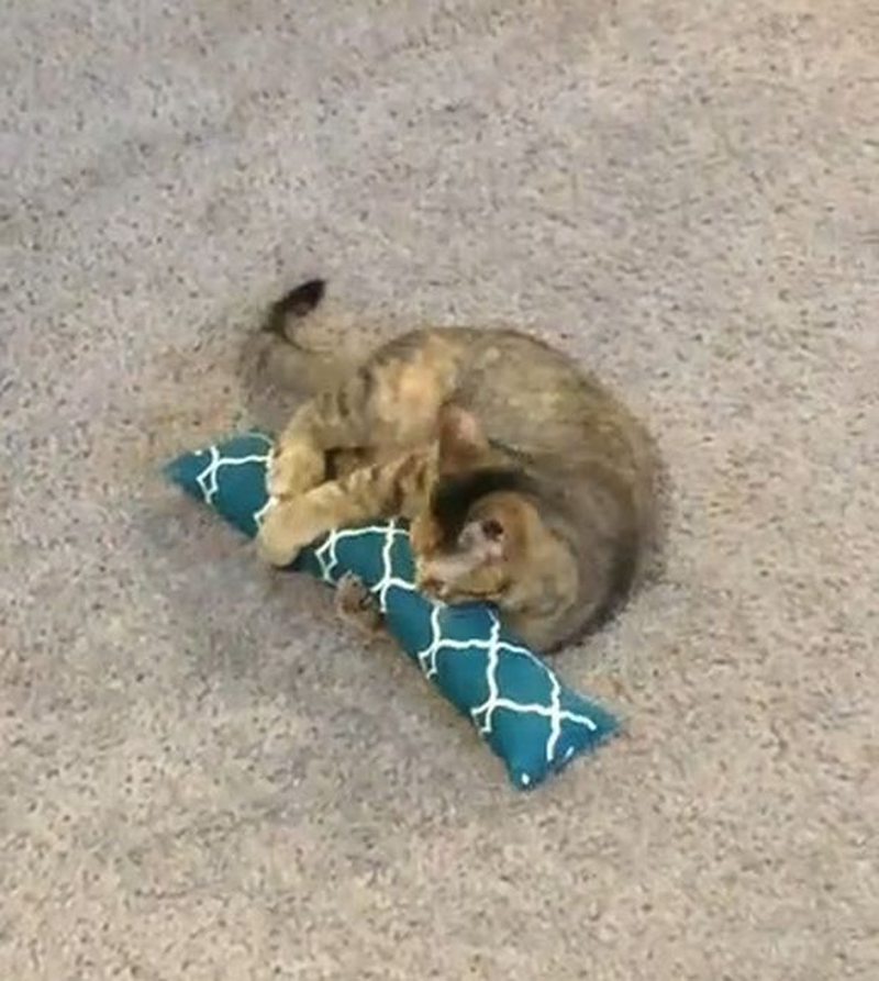 15" Catnip Cat Kicker Toy (Catnip Kicker Toy Filled with 1 Oz Canadian Catnip)