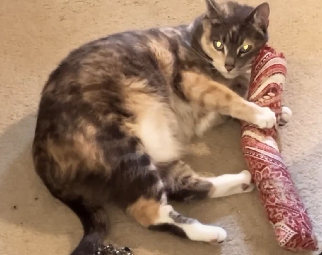 15" Catnip Cat Kicker Toy (Catnip Kicker Toy Filled with 1 Oz Canadian Catnip)