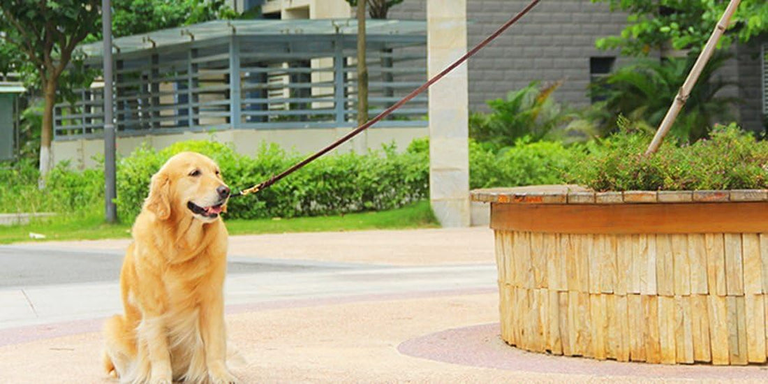Leather Dog Leash - Training & Walking Braided Dog Leash - 4 Ft by 5/8 in (120Cm 1.6Cm) - Latigo Leather Brown