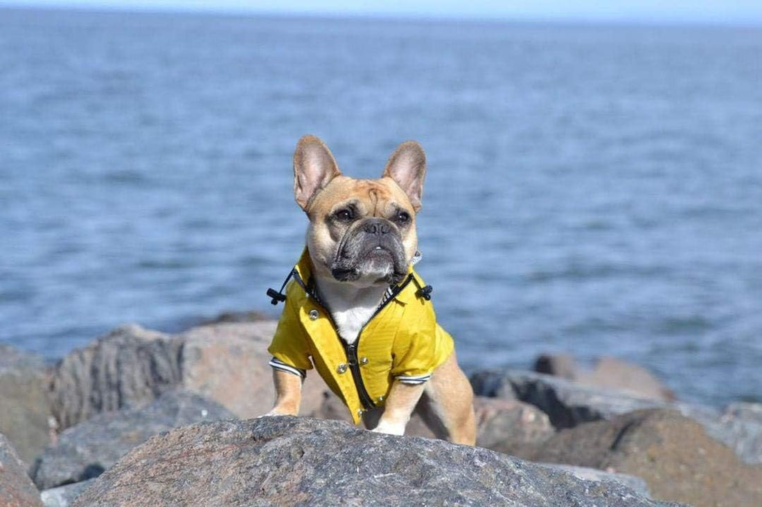 Dog Raincoat with Hood – Waterproof & Reflective (Yellow, Medium)